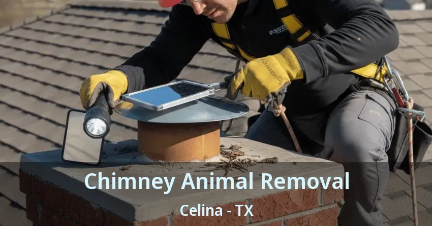 Chimney Animal Removal Celina - TX